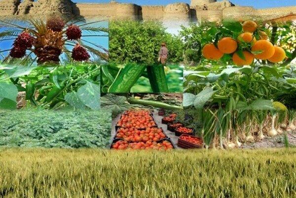 سهم 21.2 درصدی بخش کشاورزی در اشتغال آذربایجان شرقی