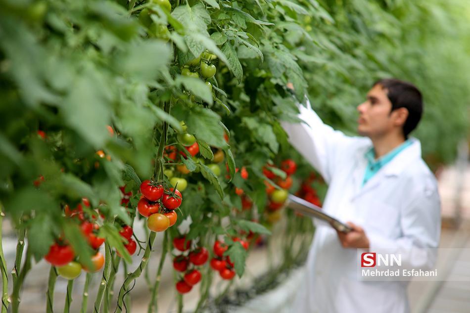 فناوری نانو فراوری گوجه فرنگی گلخانه ای را 20 درصد افزایش داد