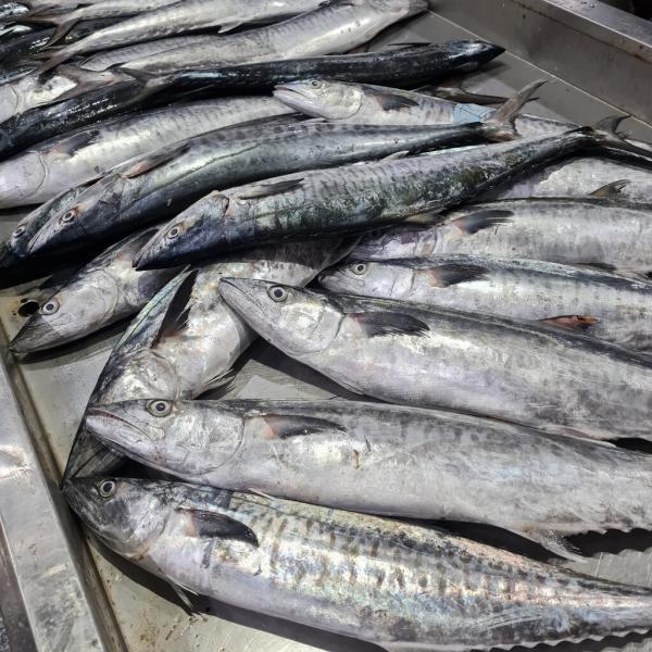 جدیدترین قیمت ماهی در میادین ، هر کیلو ماهی شیر 220 هزار تومان